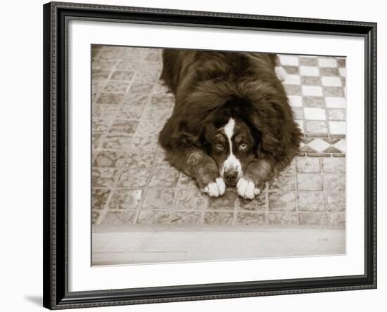 I Am Sorry-Jim Dratfield-Framed Photo