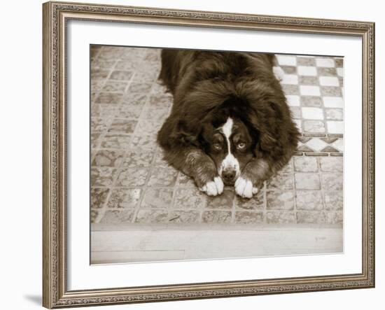 I Am Sorry-Jim Dratfield-Framed Photo