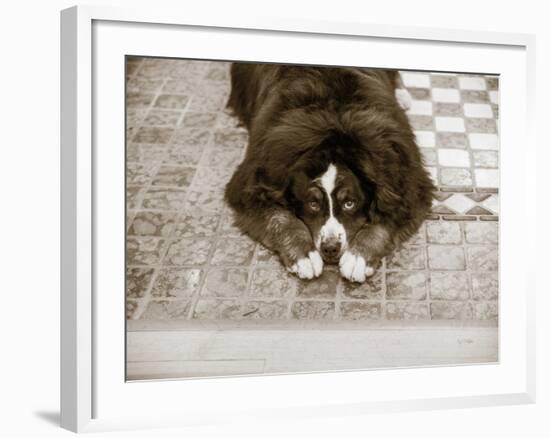 I Am Sorry-Jim Dratfield-Framed Photo