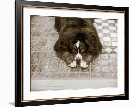 I Am Sorry-Jim Dratfield-Framed Photo