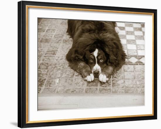 I Am Sorry-Jim Dratfield-Framed Photo