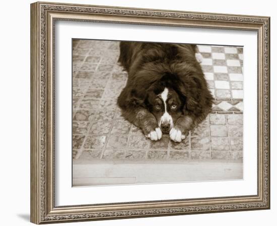 I Am Sorry-Jim Dratfield-Framed Photo