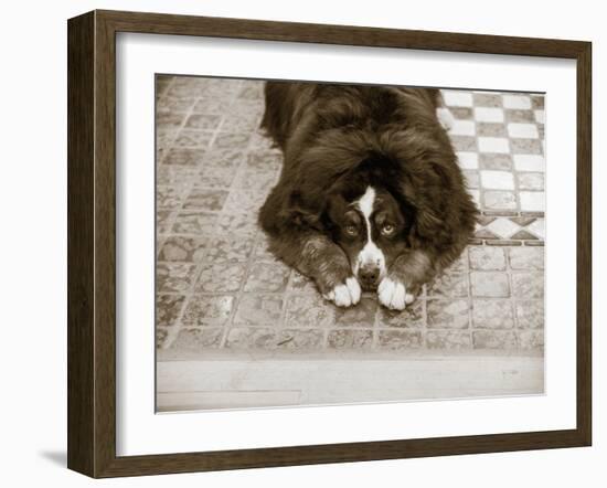 I Am Sorry-Jim Dratfield-Framed Photo