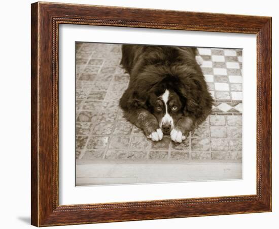 I Am Sorry-Jim Dratfield-Framed Photo