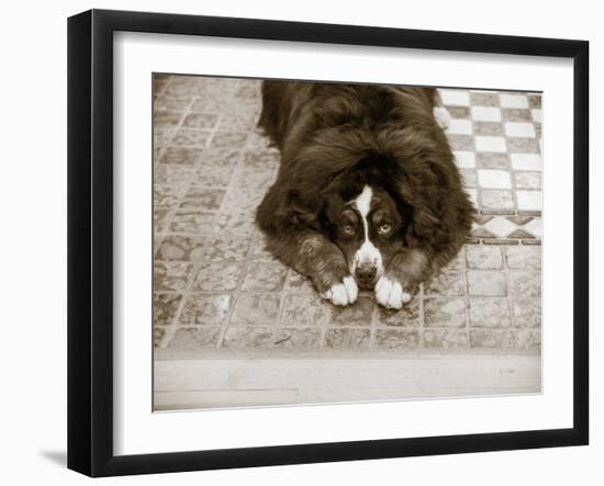 I Am Sorry-Jim Dratfield-Framed Photo