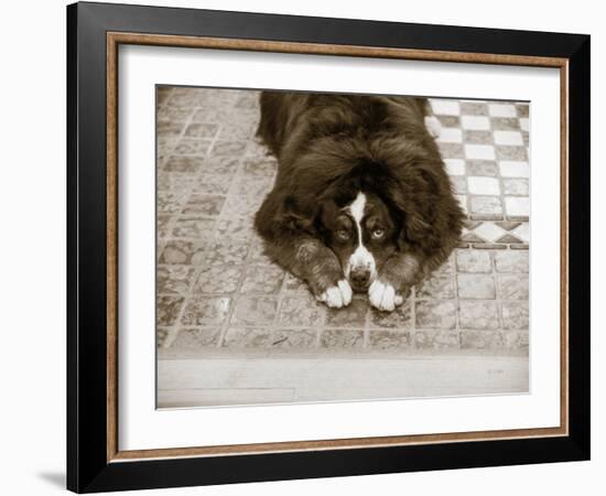 I Am Sorry-Jim Dratfield-Framed Photo