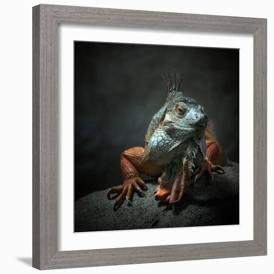 I Am the King. Who Else!?-Holger Droste-Framed Photographic Print