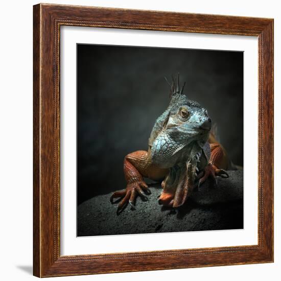 I Am the King. Who Else!?-Holger Droste-Framed Photographic Print