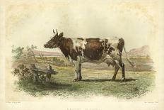 Vache D'Ayr-I. Bonheur-Art Print