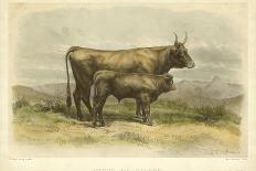 Vache De Salers-I. Bonheur-Framed Art Print