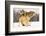 I Got You-Lisa Dearing-Framed Photographic Print