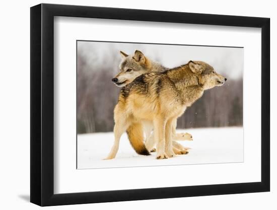 I Got You-Lisa Dearing-Framed Photographic Print