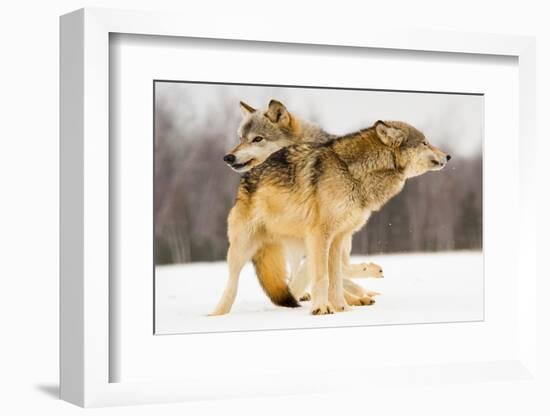 I Got You-Lisa Dearing-Framed Photographic Print