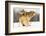 I Got You-Lisa Dearing-Framed Photographic Print