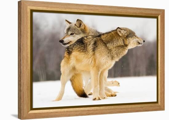 I Got You-Lisa Dearing-Framed Premier Image Canvas