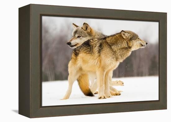 I Got You-Lisa Dearing-Framed Premier Image Canvas