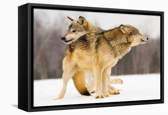 I Got You-Lisa Dearing-Framed Premier Image Canvas