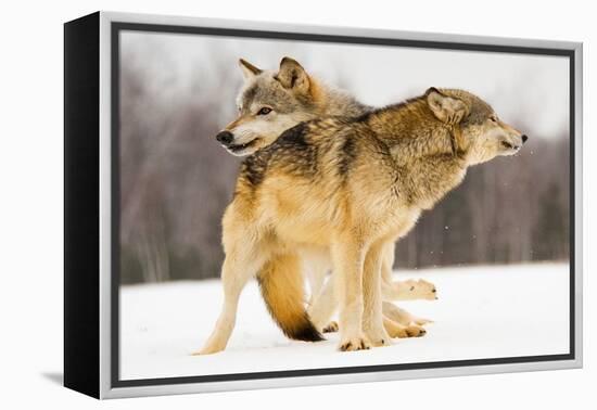 I Got You-Lisa Dearing-Framed Premier Image Canvas