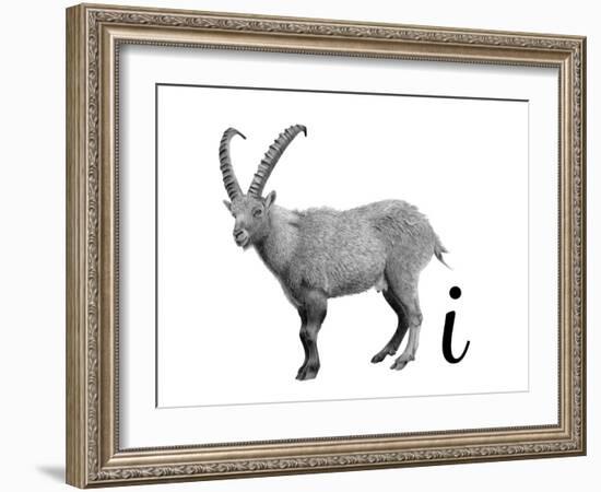 I is for Ibex-Stacy Hsu-Framed Art Print