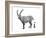 I is for Ibex-Stacy Hsu-Framed Art Print