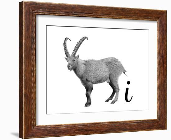 I is for Ibex-Stacy Hsu-Framed Art Print