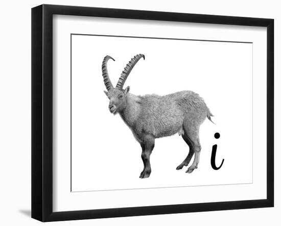 I is for Ibex-Stacy Hsu-Framed Art Print