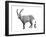 I is for Ibex-Stacy Hsu-Framed Art Print