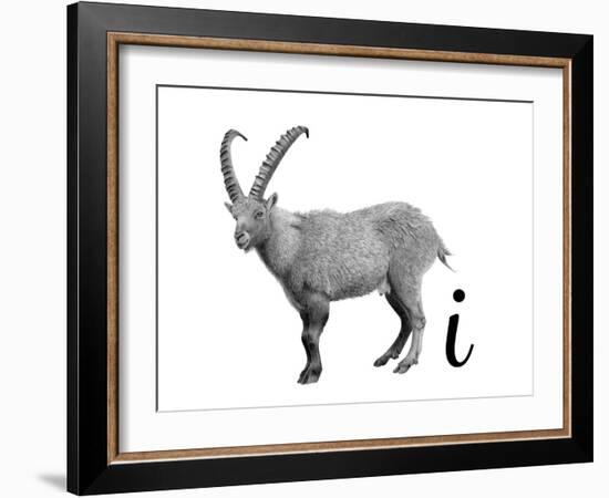 I is for Ibex-Stacy Hsu-Framed Art Print