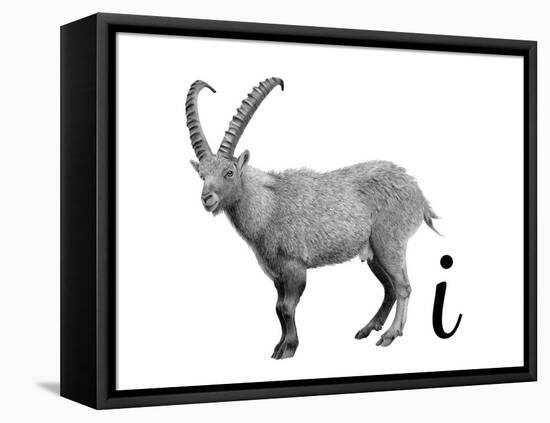 I is for Ibex-Stacy Hsu-Framed Stretched Canvas