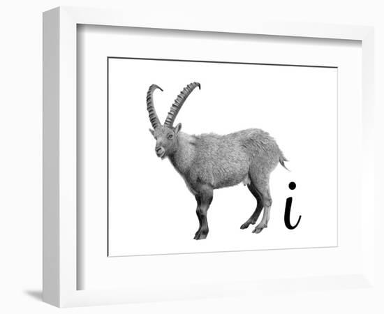 I is for Ibex-Stacy Hsu-Framed Premium Giclee Print