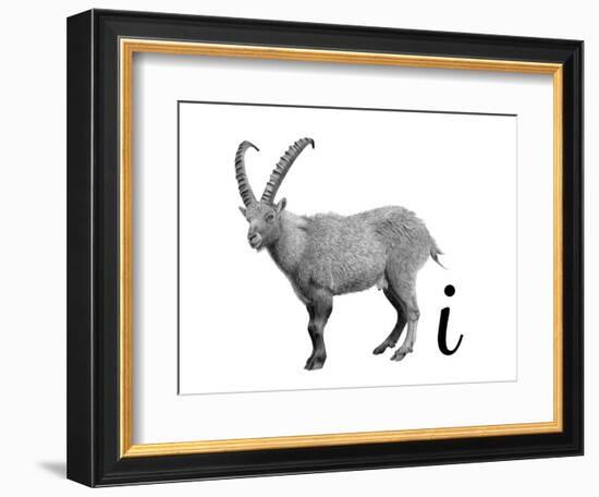 I is for Ibex-Stacy Hsu-Framed Premium Giclee Print