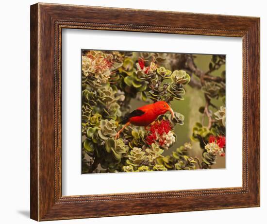 I'Iwi Bird, Haleakala National Park, Maui, Hawaii, USA-Cathy & Gordon Illg-Framed Photographic Print