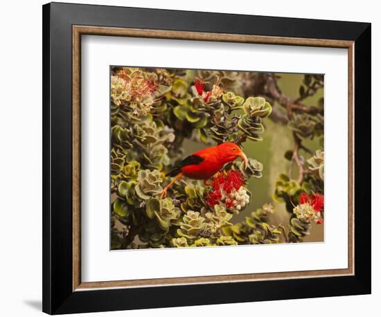 I'Iwi Bird, Haleakala National Park, Maui, Hawaii, USA-Cathy & Gordon Illg-Framed Photographic Print