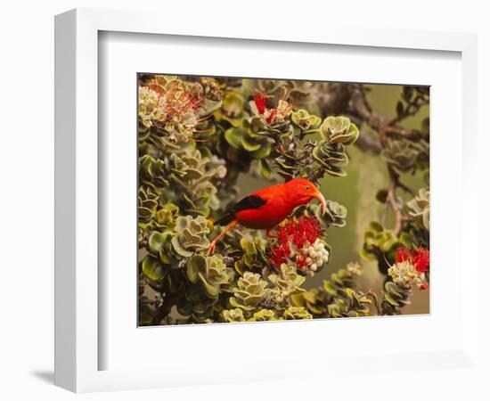 I'Iwi Bird, Haleakala National Park, Maui, Hawaii, USA-Cathy & Gordon Illg-Framed Photographic Print