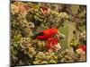 I'Iwi Bird, Haleakala National Park, Maui, Hawaii, USA-Cathy & Gordon Illg-Mounted Photographic Print