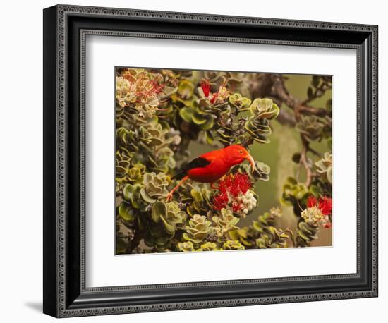 I'Iwi Bird, Haleakala National Park, Maui, Hawaii, USA-Cathy & Gordon Illg-Framed Photographic Print