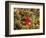 I'Iwi Bird, Haleakala National Park, Maui, Hawaii, USA-Cathy & Gordon Illg-Framed Photographic Print