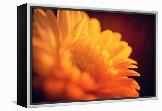 I Love the Sun-Philippe Sainte-Laudy-Framed Premier Image Canvas