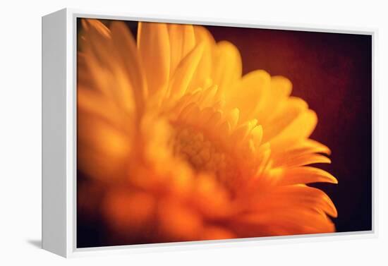 I Love the Sun-Philippe Sainte-Laudy-Framed Premier Image Canvas