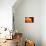 I Love the Sun-Philippe Sainte-Laudy-Photographic Print displayed on a wall