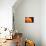 I Love the Sun-Philippe Sainte-Laudy-Mounted Photographic Print displayed on a wall