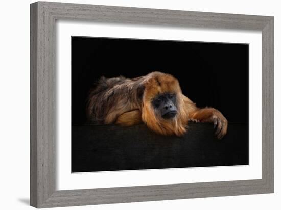 I'm Bored - Baboune - Alouatta Macconnelli-Mathilde Guillemot-Framed Giclee Print