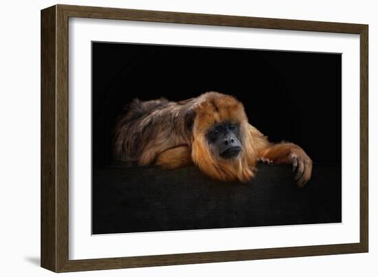 I'm Bored - Baboune - Alouatta Macconnelli-Mathilde Guillemot-Framed Giclee Print