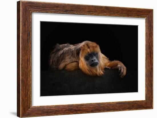 I'm Bored - Baboune - Alouatta Macconnelli-Mathilde Guillemot-Framed Giclee Print