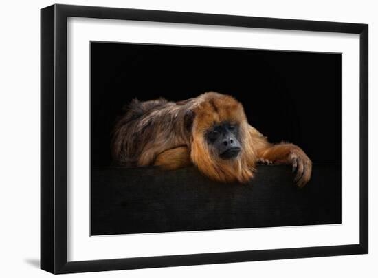 I'm Bored - Baboune - Alouatta Macconnelli-Mathilde Guillemot-Framed Giclee Print