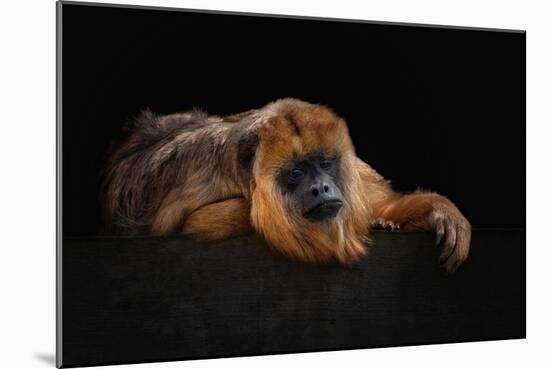 I'm Bored - Baboune - Alouatta Macconnelli-Mathilde Guillemot-Mounted Giclee Print