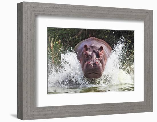 I'm Going to Get You!!-Wayne Pearson-Framed Photographic Print