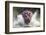 I'm Going to Get You!!-Wayne Pearson-Framed Photographic Print