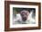 I'm Going to Get You!!-Wayne Pearson-Framed Photographic Print