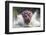 I'm Going to Get You!!-Wayne Pearson-Framed Photographic Print